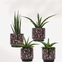 POT - JOUR DES MORTS