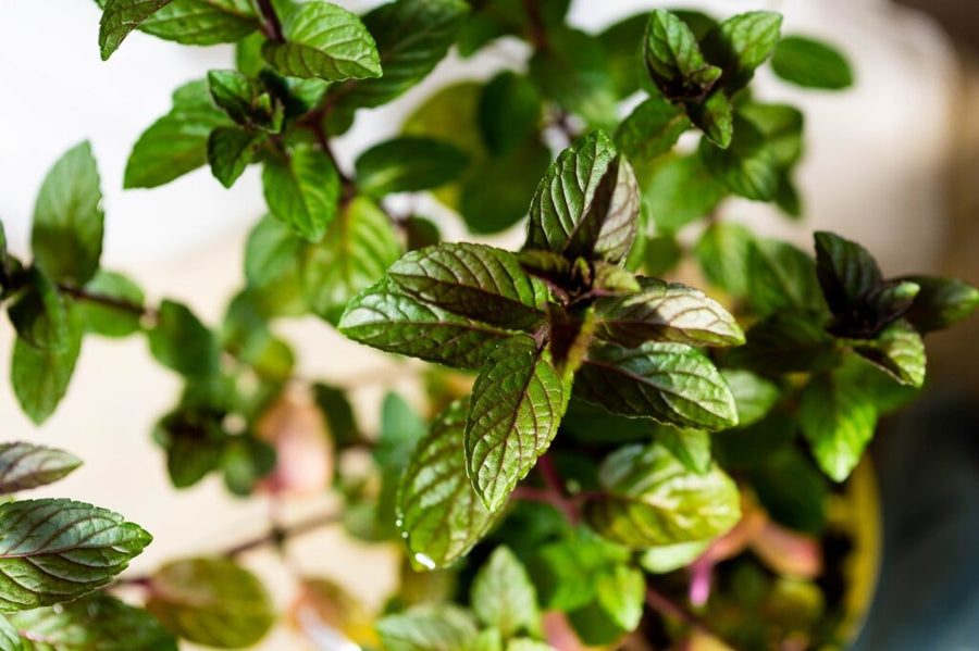 MINT - CHOCOLATE