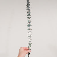 EUCALYPTUS PRÉSERVÉ - TIGES MOYENNES