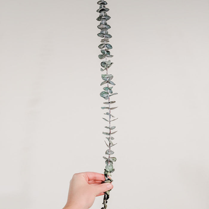 EUCALYPTUS PRÉSERVÉ - TIGES MOYENNES