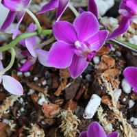 TERREAU POUR ORCHIDÉES