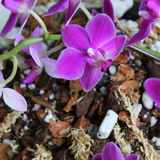 TERREAU POUR ORCHIDÉES