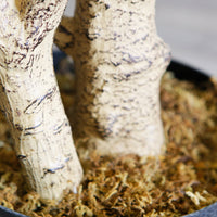 ARBRE ARTIFICIEL EN POT BLOSSOM POUR DÉCORATION INTÉRIEUR IMPOSANT HAUTEUR8PIEDS