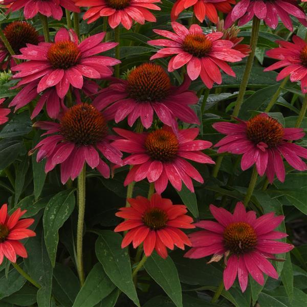 ECHINACEA SOMBRERO® - TRES AMIGOS
