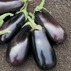AUBERGINE - CLASSIC