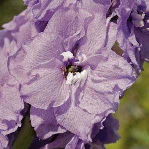 DELPHINIUM X PACIFIC GIANT - GUINEVERE