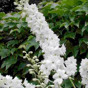 DELPHINIUM X PACIFIC GIANT - GALAHAD