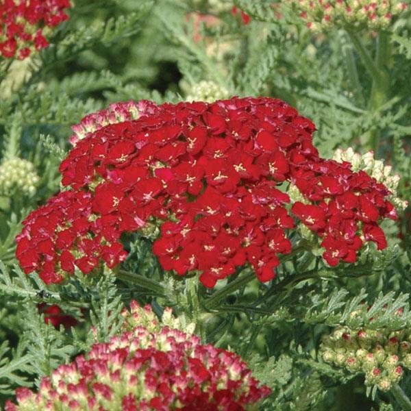 ACHILLEA MILLEFOLIUM - TUTTI FRUTTI POMEGRANATE
