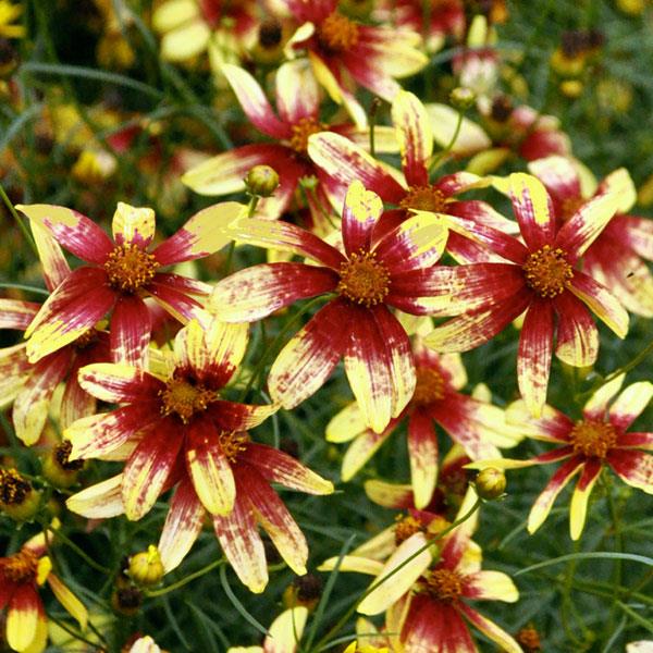 COREOPSIS VERTICILLATA - ROUTE 66