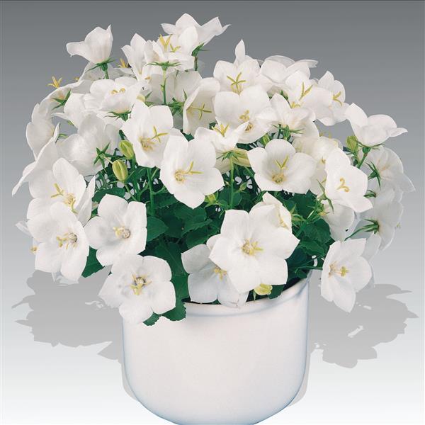 CAMPANULA CARPATICA - PEARL WHITE