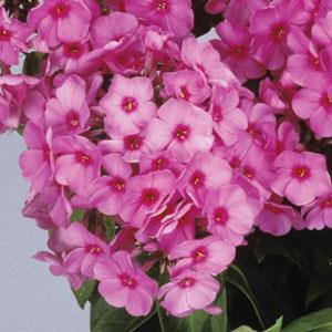 PHLOX PANICULATA - FLAME PINK