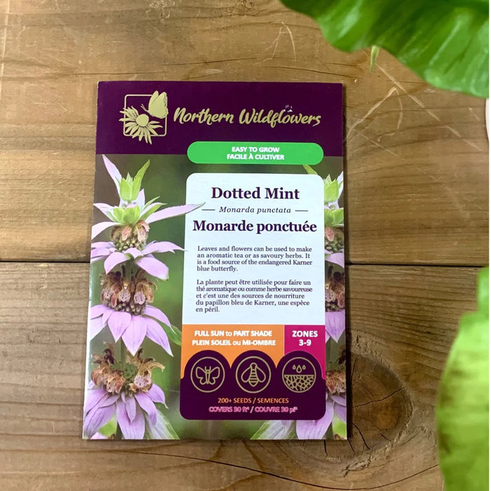 SEMENCES DE FLEURS: MONARDE PONCTUÉE