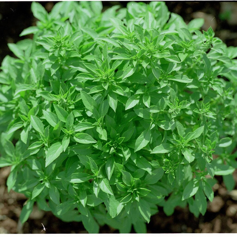 OCIMUM BASILICUM (BASILIC À PETITES FEUILLES)