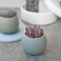 POT - OEUF ARC-EN-CIEL