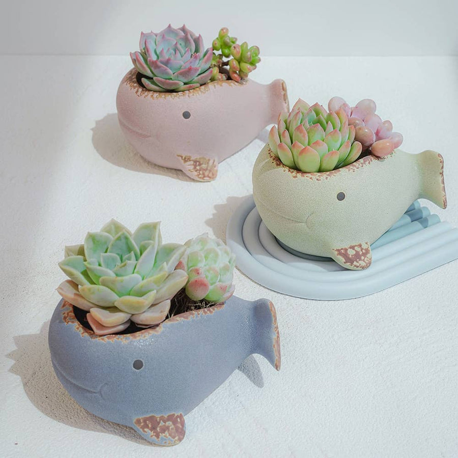WHALE POT