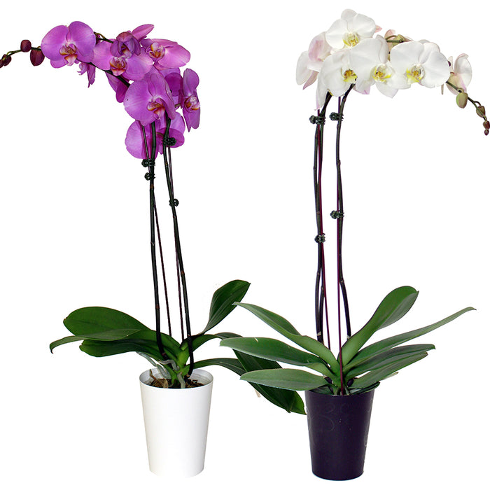 ORCHIDÉE PHALANEOPSIS