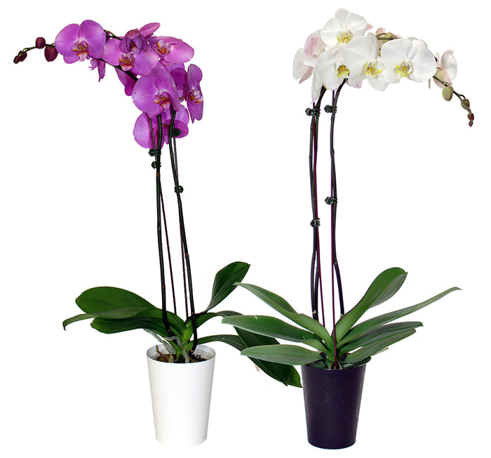 ORCHIDÉE PHALANEOPSIS