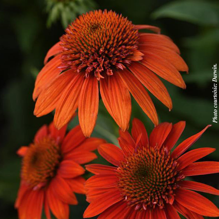 ECHINACEA SOMBRERO® - FIESTA ORANGE