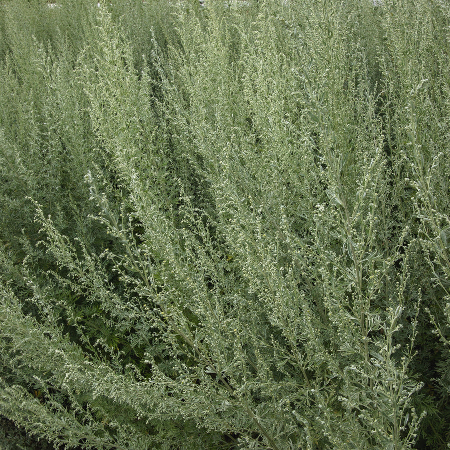 SEMENCES BIOLOGIQUES: ABSINTHE GRANDE