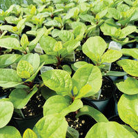 BASELLA ALBA (EPINARD DE MALABAR)