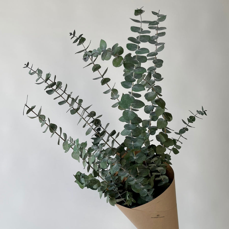 EUCALYPTUS