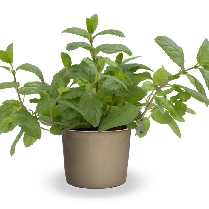 MENTHE - MAROCAINE