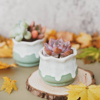 CACHE-POT - LOTUS VERT LAITEUX