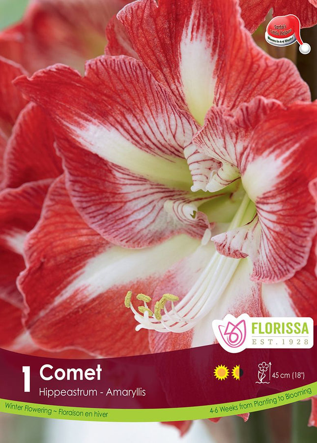 AMARYLLIS XMAS BLOOM COMET PKG