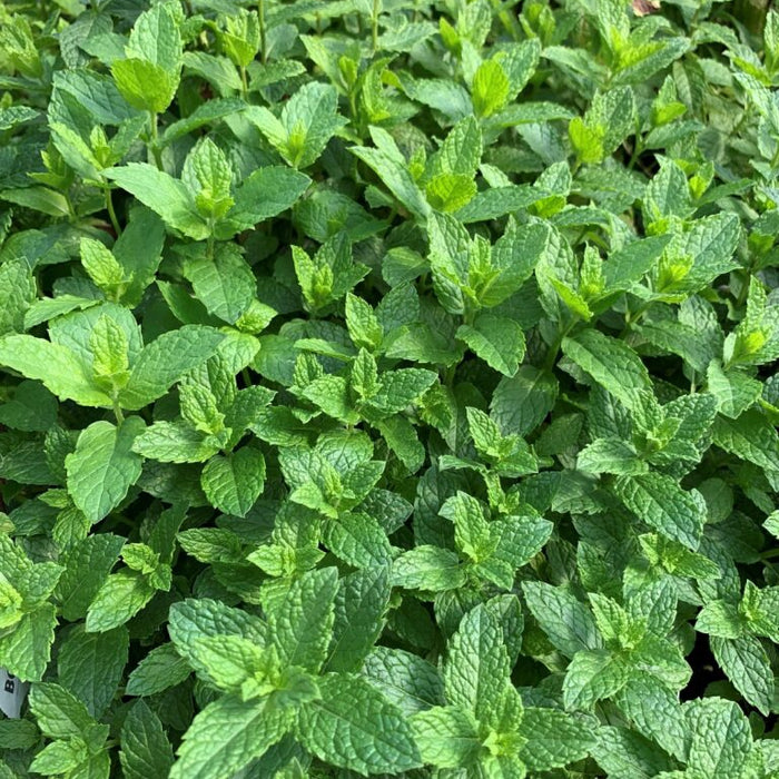 MENTHE - MOJITO
