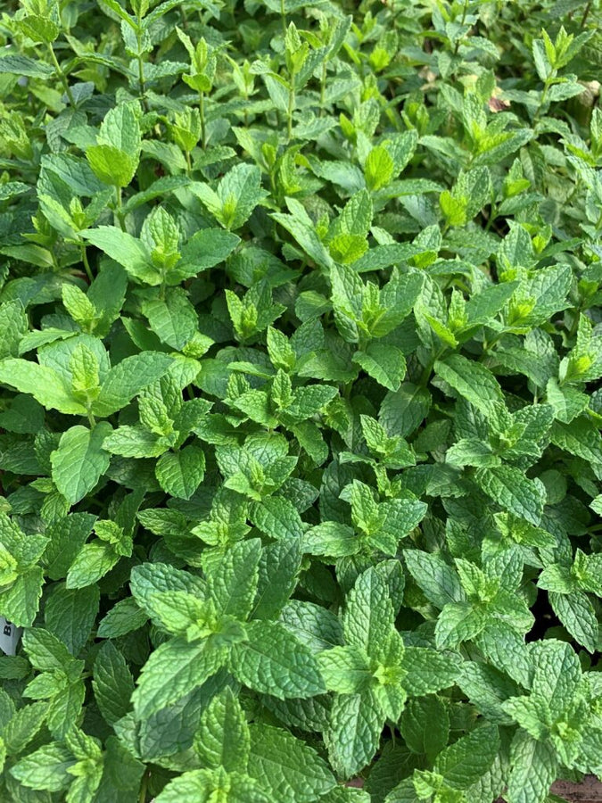MENTHE - MOJITO
