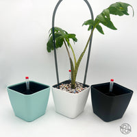 POT AUTO-ARROSANT DE 6 POUCES
