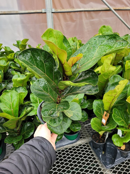 FICUS - LYRATA BAMBINO