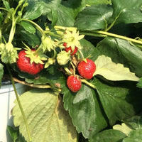 FRAGARIA X ANANASSA - PROFRUIT QUATRE SAISONS