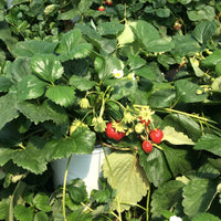FRAGARIA X ANANASSA - PROFRUIT QUATRE SAISONS