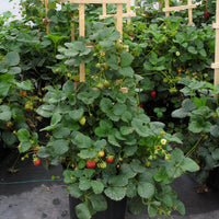 FRAGARIA X ANANASSA - PROFRUIT QUATRE SAISONS