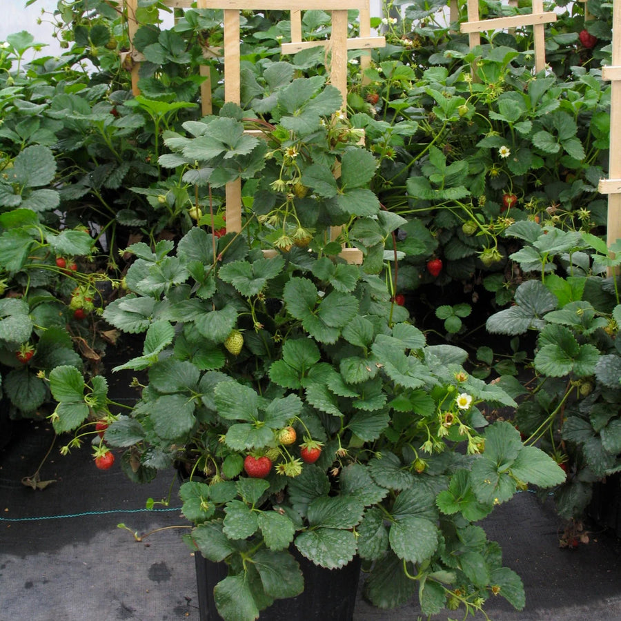FRAGARIA X ANANASSA - PROFRUIT FOUR SEASONS