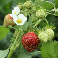 FRAGARIA X ANANASSA - PROFRUIT QUATRE SAISONS
