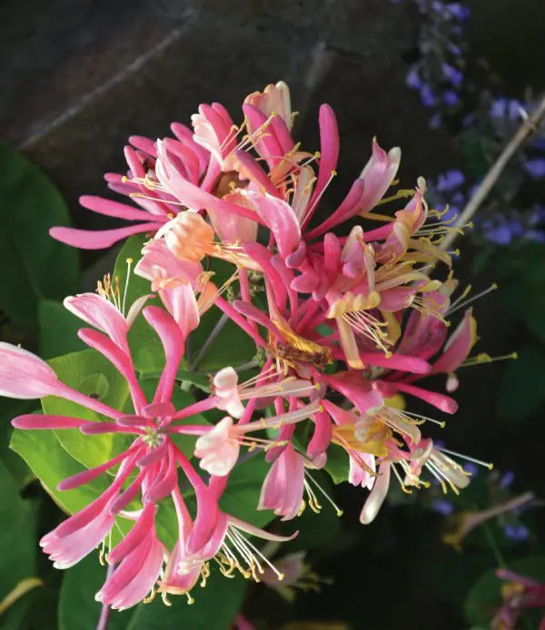 LONICERA HECKROTTII - GOLDFLAME