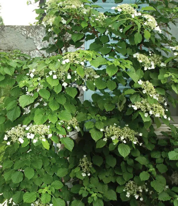 HYDRANGEA ANOMALA - PETIOLARIS
