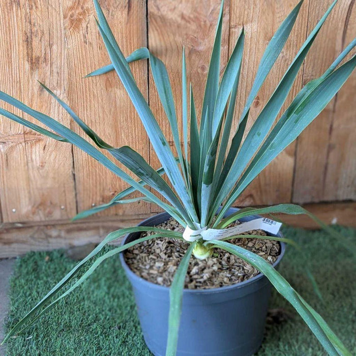 YUCCA FILAMENTOSA X PALLIDA - SILVER ANNIVERSARY