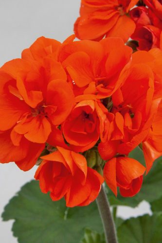 PELARGONIUM MOONLIGHT - CORAL FREDO