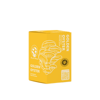 KIT DE CHAMPIGNONS PLEUROTES DORÉS