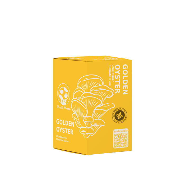KIT DE CHAMPIGNONS PLEUROTES DORÉS