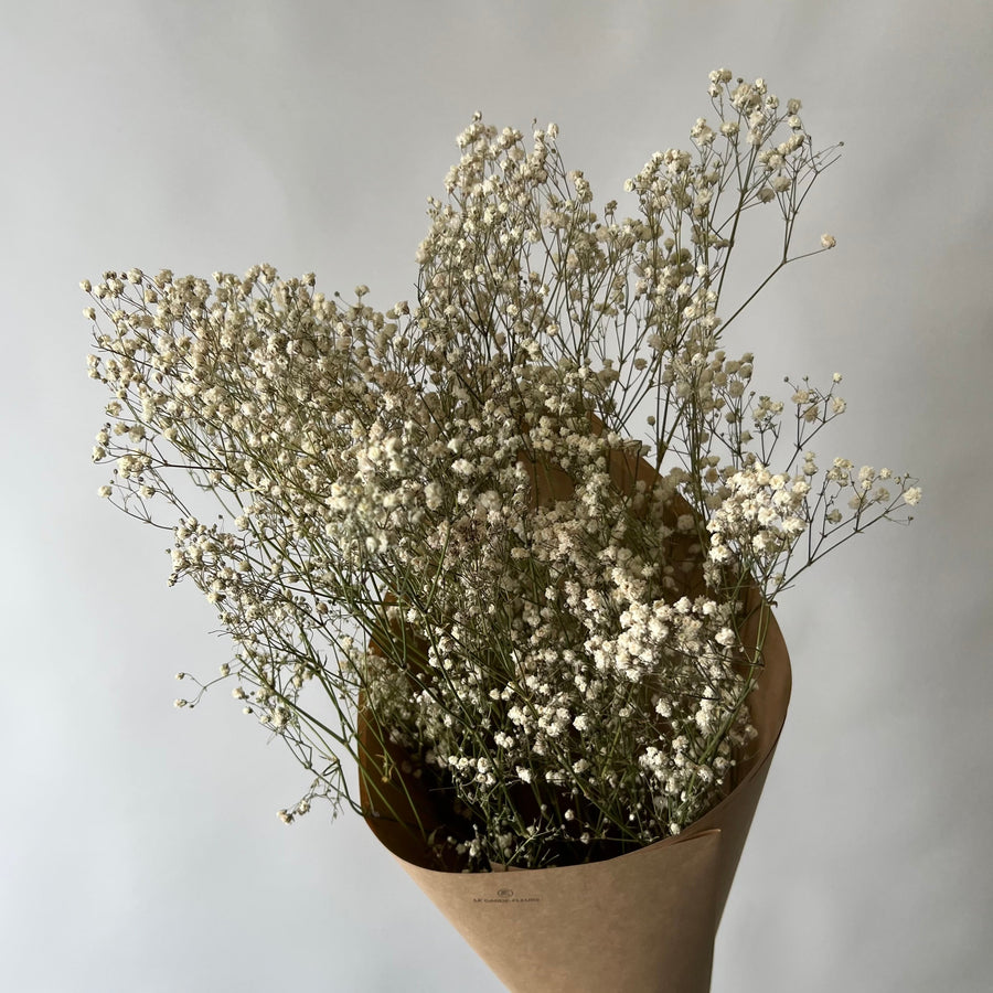 GYPSOPHILA