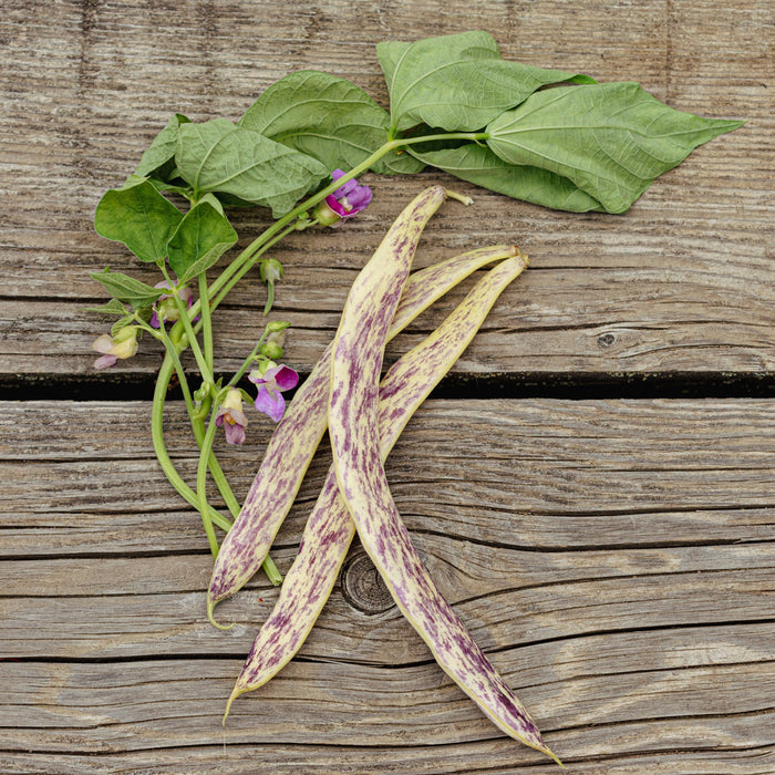 SEMENCES BIOLOGIQUES: HARICOT NAIN MERVEILLE DU PIEDMON