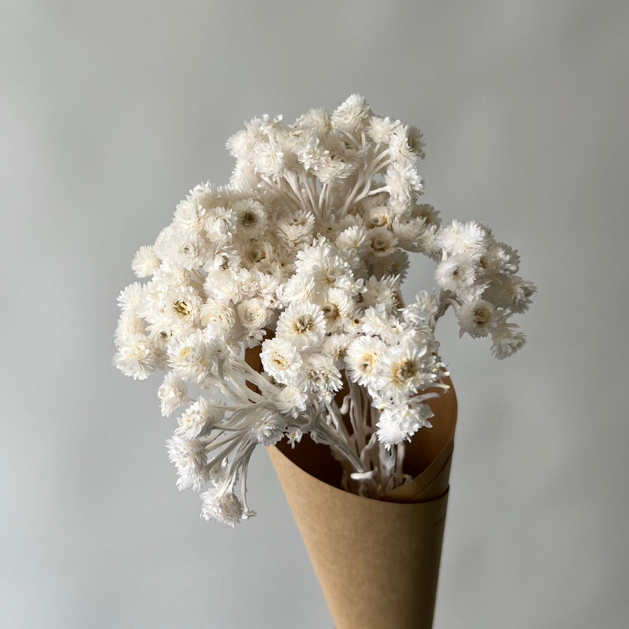 WHITE HELICHRYSUMS