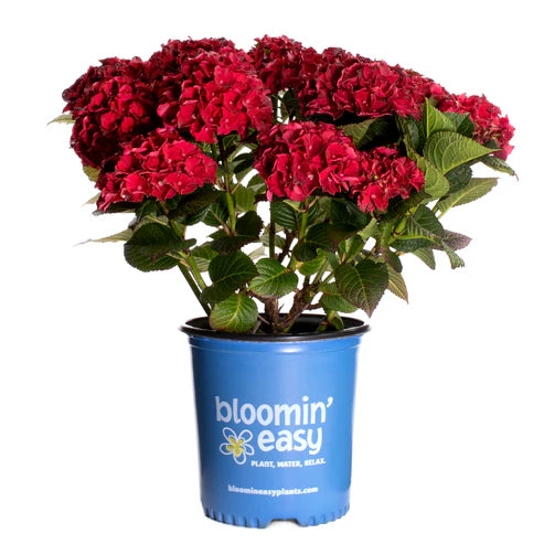 HYDRANGEA CHERRY-GO-ROUND