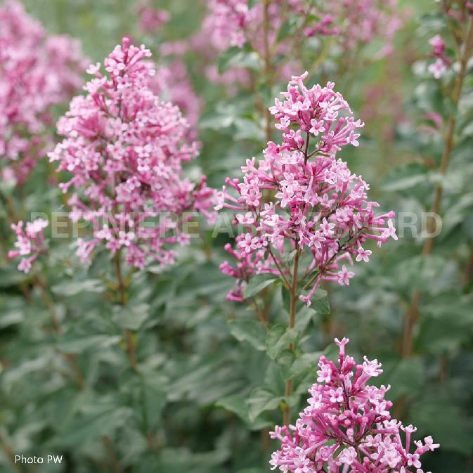 SYRINGA BLOOMERAND - BALLET