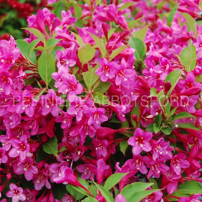 WEIGELA SONIC BLOOM - PINK