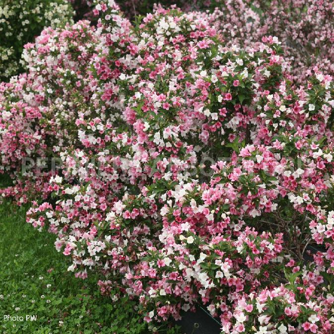 WEIGELA CZECHMARK TRILOGY